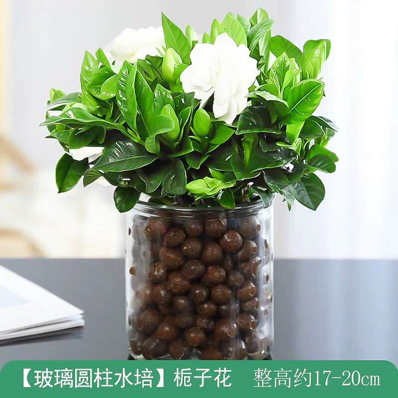 새싹이있는 스몰 사이즈 치자 나무 [원통형 유리 병 + 세라믹 사이트] + 영양 용액