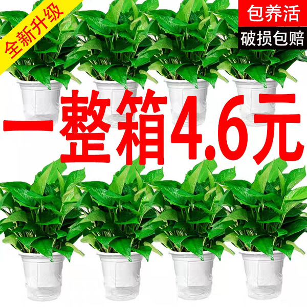 Potted large and small green plants in the office new house flowers…