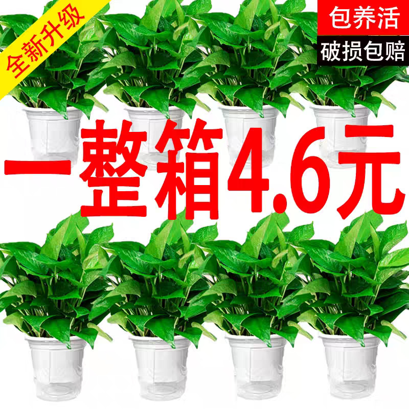 Green Plants in Pots, Large and Small Sizes, Green Plants for Offices, New Homes, Flower Bonsai, Green Plants Base Wholesale Green Plants in Pots, Large and Small Sizes, Green Plants for Offices, New Homes, Flower Bonsai, Green Plants Base Wholesale