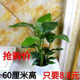 �Q���m�����B�����k���҃ȃ����՚�Gֲ���ܿ͏d����ȩ�����辰��