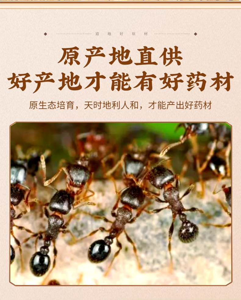 Dried Black Ant Whole Insects Hei Ma Yi for Traditional Herbal Wine Infusion 50g Bag key features