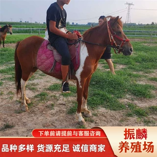 河南照相骑乘矮马 迷你矮马 德保矮马分别是啊