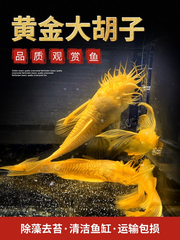 黄金蓝眼胡子24K黄金大帆热带观赏鱼除藻清缸工具红蓝眼胡子淡水