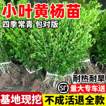 С~Sӽ߅SͥԺhͥԺGh·G