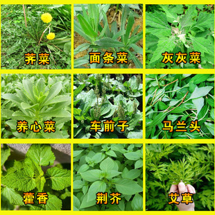 Four Seasons Healthy Wild Vegetable Seeds Mugwort Mint Malantou Perilla Amaranth Noodles Plantain Dandelion