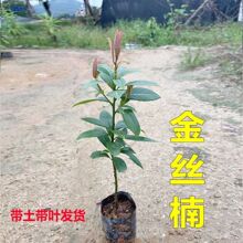 �Ĵ���z�ľ������������FС�~�E骘���