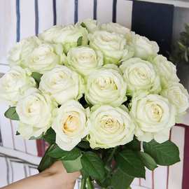 红卡布奇诺玫瑰昆明斗南基地鲜花发多头百合香槟水养同城七夕直销