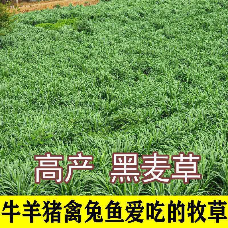 耐寒耐冻黑麦草种子冬牧70高海拔草种籽批发