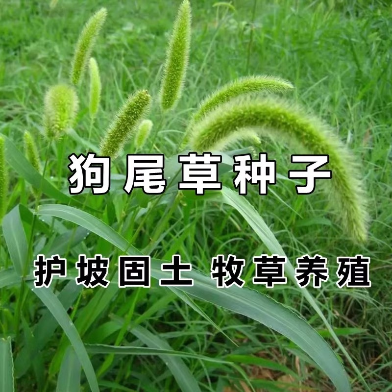 狗尾巴草籽子矿山复绿野草种子四季播种耐旱绿化草坪护坡草种子孑