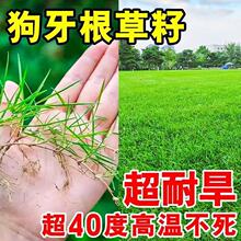 草籽草坪种子狗牙根百慕草种护坡工程固土四季常青花草种子混合种