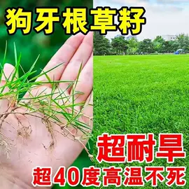 草种子;其他园林资材;筷子