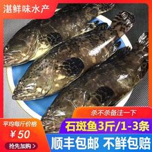深海野生石斑魚鮮活石斑魚東星斑冷凍珍珠斑魚龍膽老虎斑(1-6斤)