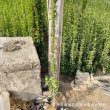 �ͺ��G�h���������S������S����~�S�����l�G�����̘�ľ�ֵ�