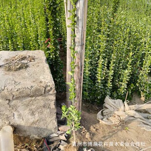 �ͺ��G�h���������S������S����~�S�����l�G�����̘�ľ�ֵ�