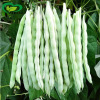 Undefeated nine white bean horn seeds farmland vegetable garden meat thick tender and crispy white shelf kidney bean white unclean vegetable seeds