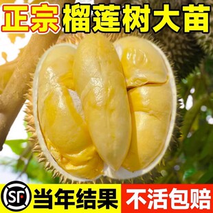 ������ɏ���ϱ����ļ��Nֲ���箔��Y���V���޽�؈ɽ�����������