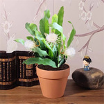 昙花盆栽室内阳台植物昙花苗盆景昙花一现绿植花卉大花浓香可食用