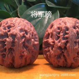 美国金丝猴头核桃苗 文玩核桃树苗 当年挂果四座楼狮子头核桃树苗