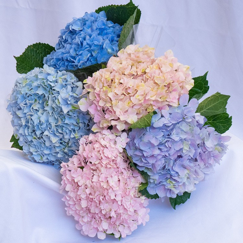 云南昆明鲜花基地直发红玫瑰花水养百合花束鲜切花向日葵花材|undefined