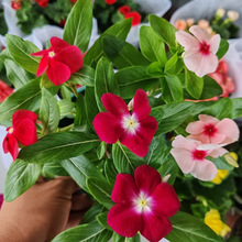 һ�����w��ɫ�L����������˻����҃ȾGֲ�����_�Ϙ����~÷