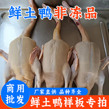 拿样链接/新鲜大白鸭番鸭麻鸭光鸭冷冻白条鸭土鸭生鲜肉鸭子整只