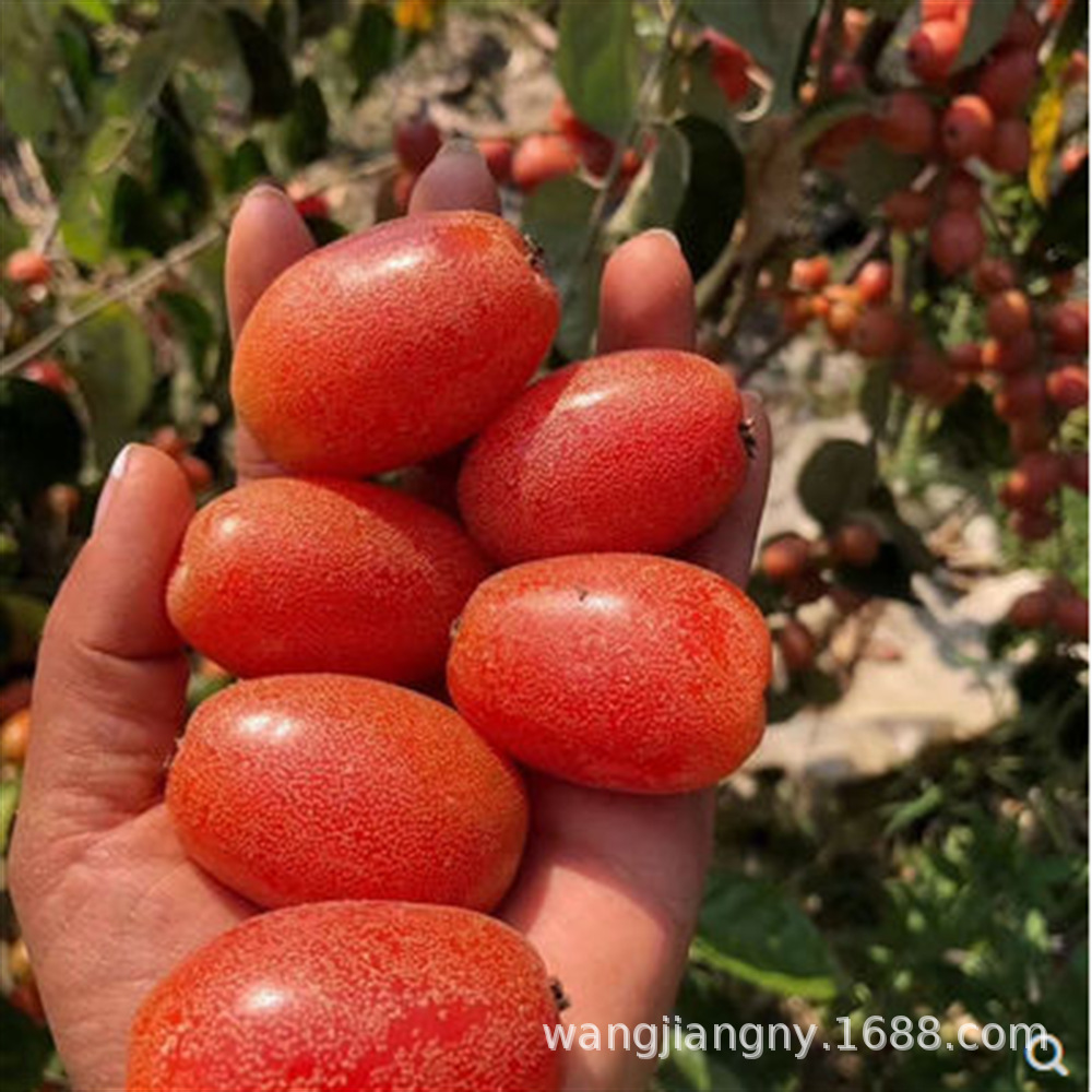 羊奶果 嫁接甜羊奶果树苗 德甜二号羊奶果苗盆栽室内果树当年结果