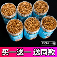 ���С������ʳ����x����Ͽ ����S���x�Ɍ����u�Z�I�B��ë�}��