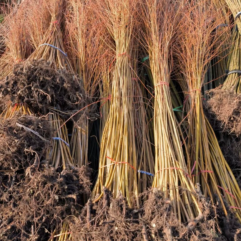 Поставка Золотой плакучей ивы Золотая ива желтая ива полные спецификации озеленение реки уличные деревья Цвет озеленение саженцев