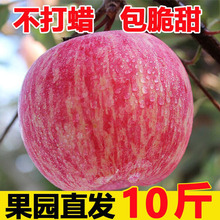 陕西红富士苹果应季水果新鲜脆甜冰糖心苹果不打蜡丑平果膜袋