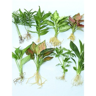 ˮ��ֲ���҃ȼ����t�Gֲ�G�}����С���Ը��F���ļ�ˮ������������