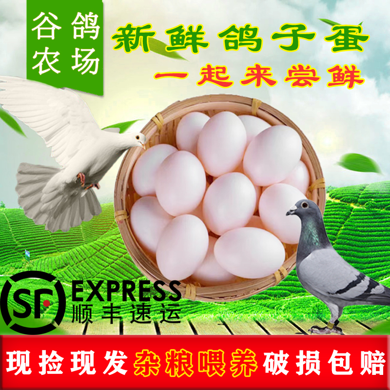 SF Express free shipping [30pcs 610g+] fresh pigeon eggs farm grain-fed pigeon eggs farm direct ship