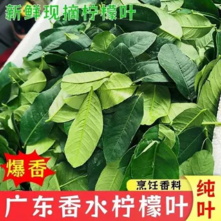 柠檬叶新鲜泰国餐厅冬阴功汤鱼生店奶茶店用料纯叶不枝香水柠檬叶