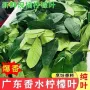 泰国新鲜餐厅冬阴功柠檬叶