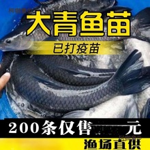 鱼苗淡水鱼塘大快活体养殖四螺蛳鲫鱼苗型鱼苗大家包活草鱼麦太保