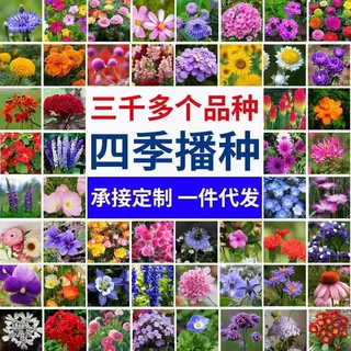 电商进货太阳花种子野花组合碗莲桔梗种子电商团购花种子货源批发