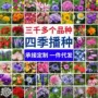 团购电商组合桔梗花种子