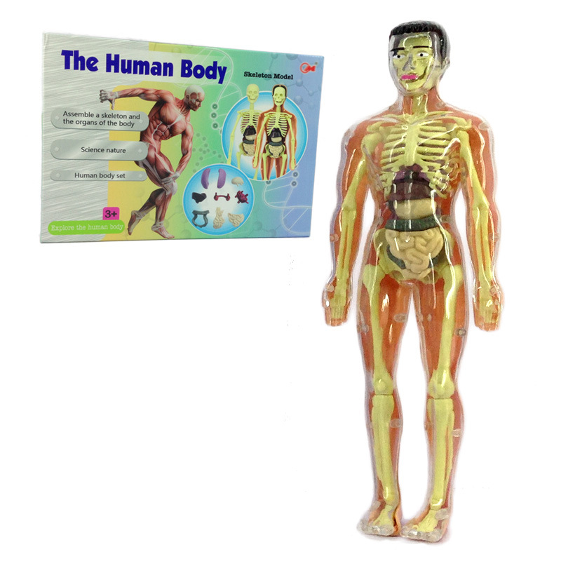 Qizhi ciencia y educación para niños modelo de órgano del cuerpo humano conjunto combinación juguete modelo de cuerpo de órgano humano