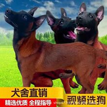 马犬活体纯种马犬幼犬军犬警犬大型看家护院狼狗爆红马犬科目马犬