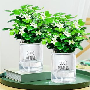 Xiaojiuliangxiang Absorbent Basin Hydroponic Plants Flower Potted Green Plants Indoor Office Easy to Grow Fragrant Flower Bud Plants
