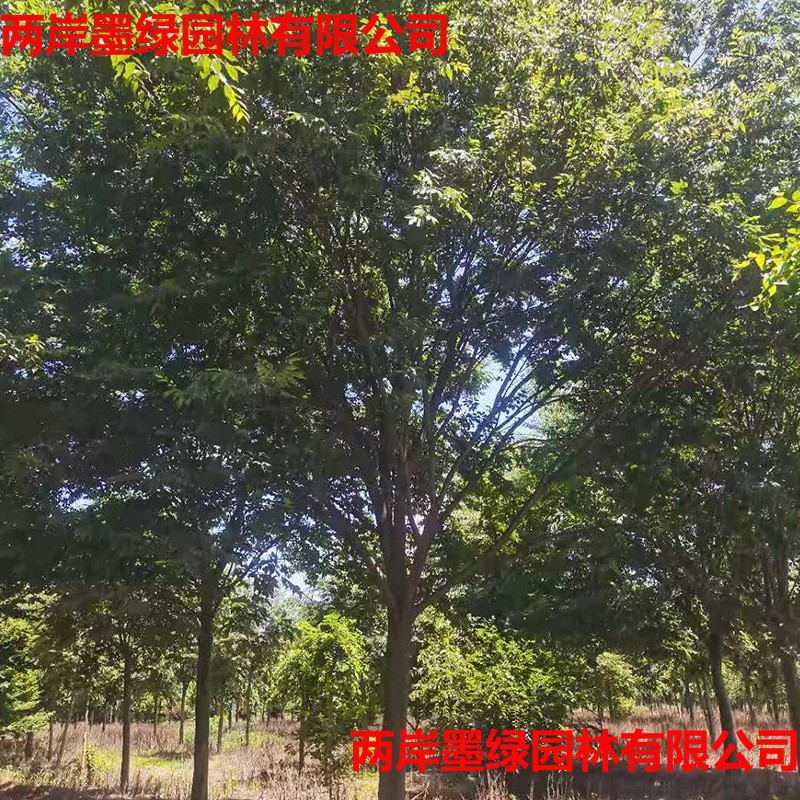 园林工程绿化苗木榉树绿化树种 现挖现卖 基地直供