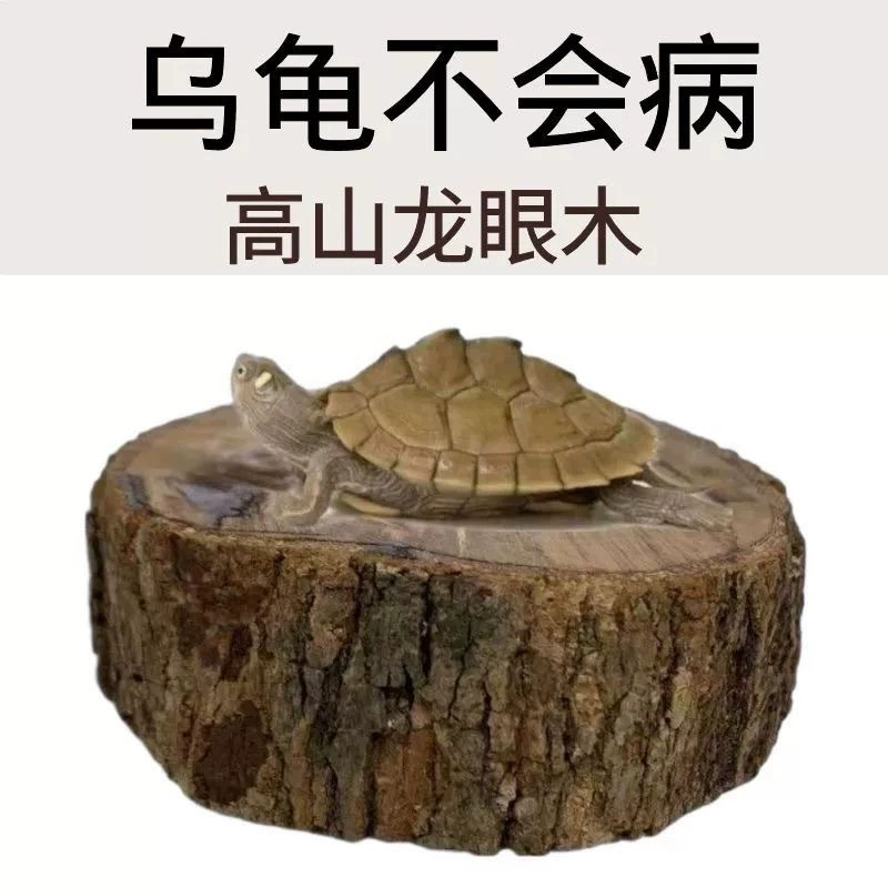 Лонганская деревянная черепаха высушена на платформе