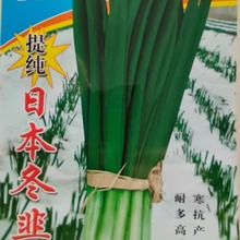 100g日本冬韭菜种籽四季大叶香韭菜味浓速生多次收蔬菜种子批发