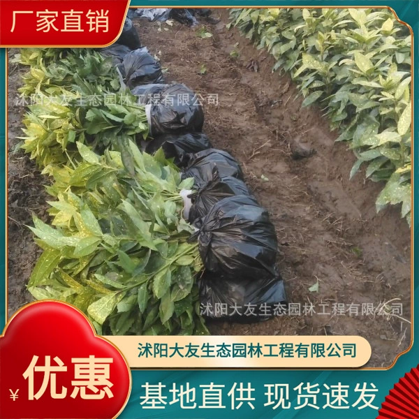 Посыпка коралловый кустарник вечнозеленый