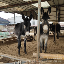 德州肉驴养殖 出售3-6个月小驴苗怎么卖肉驴养殖前景