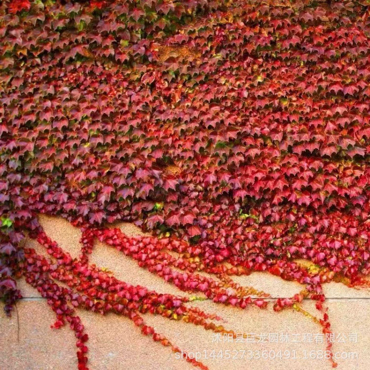 Виноградные растения, маленькие саженцы вьющихся растений, пятилистные наземные вьющиеся растения, саженцы для посадки, трехлистные наземные вьющиеся растения для озеленения окружающей среды.