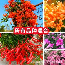 羳؛̻Nļ_ֲͥԺ̨Դ