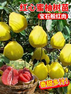 ���Ә���t������ɳ��޽������t�����ش��������ϱ���ͥԺ�Nֲ