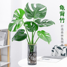 龟背竹水培植物室内大型盆栽客厅四季好养吸甲醛净化空气观叶华庚