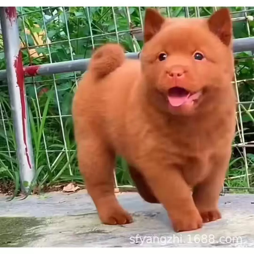 批发零售五红犬幼犬活体土狗五红犬家养狩猎犬看家护院中型宠物狗