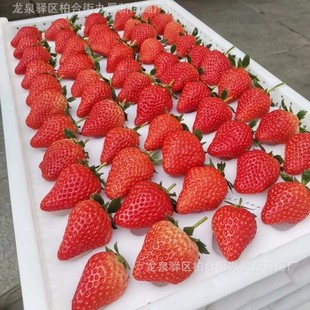 Strawberry Sponge Packaging / Turnover Strawberry Sponge Packaging / Bubble Wrap Strawberry Sponge Packaging / Buffer Strawberry Sponge